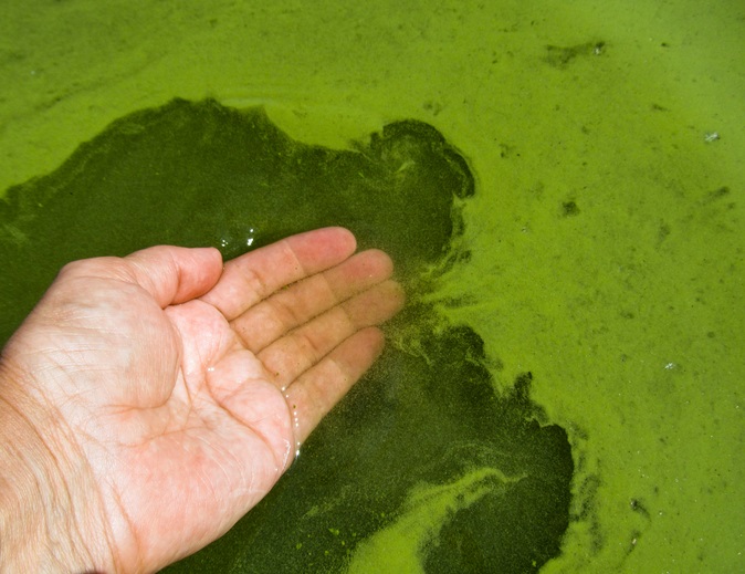 Blue-Green Algae Advisory: Twin Valley Reservoir